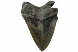 Serrated, Fossil Megalodon Tooth - South Carolina #299438-1